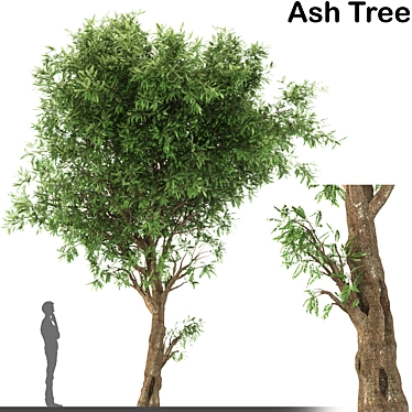 Elegant Ash Tree: Stunning and Majestic 3D model image 1 