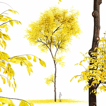 Autumnal Beauty: Realistic Ulmus changii Tree 3D model image 1 