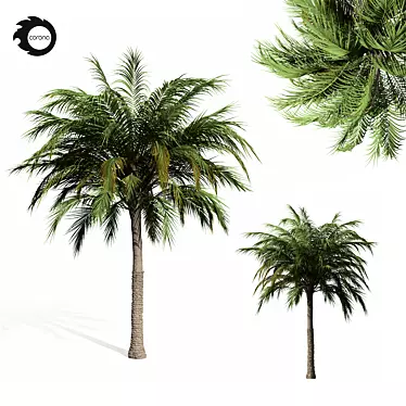 Tropical Palm Tree 01 3D model image 1 