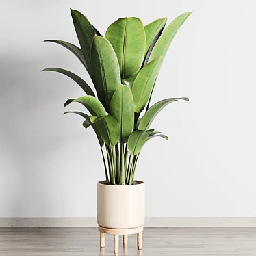 Ficus Rubber Plant in Wooden Vase 3D model image 1 