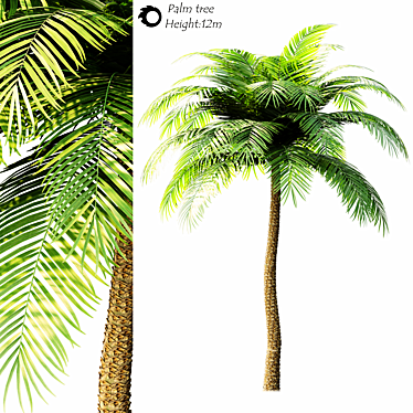 Tropical Paradise Palm Tree 3D model image 1 