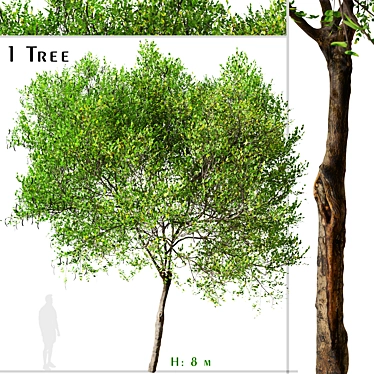 Mediterranean Carob Tree: Edible Pods, Ornamental 3D model image 1 