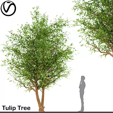 Blossoming Beauty: Tulip Tree 3D model image 1 