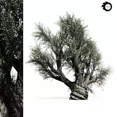 Majestic Olive Tree 01 3D model image 1 