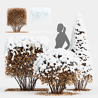 Dwarf Yaupon Holly: Winter Wonderland 3D model image 1 