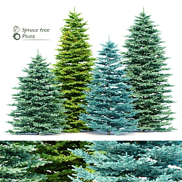 Evergreen Spruce Tree Set 3D model image 1 