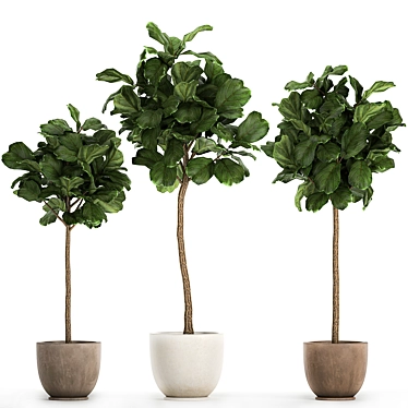 Tropical Ficus Lyrata Tree Pot 3D model image 1 
