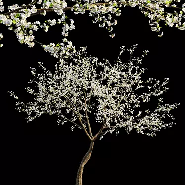 Prunus Salicina Plum Tree 3D model image 1 