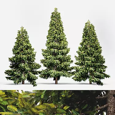 Outdoor Visual Spruce 3D model image 1 