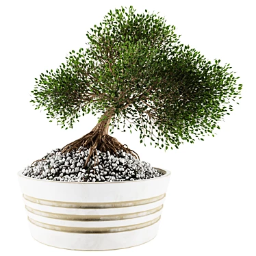 Mini Bonsai Tree - Vol. 3 3D model image 1 