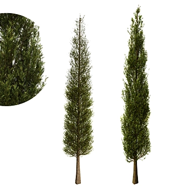 Fine Cupressus Tree - 3D Model 3D model image 1 