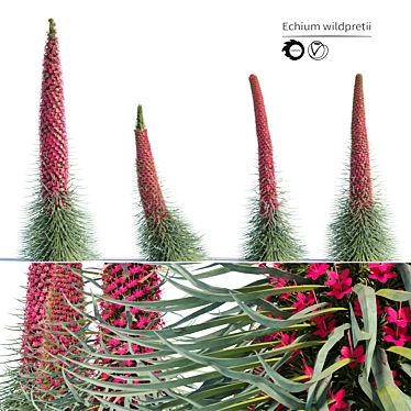 Tall Echium Wildpretii Quartet 3D model image 1 