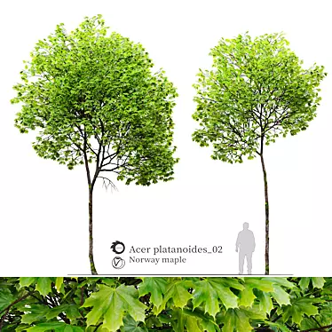 Dual Acer platanoides Trees - 8m Tall 3D model image 1 