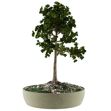 Miniature Bonsai Plant Kit 3D model image 1 