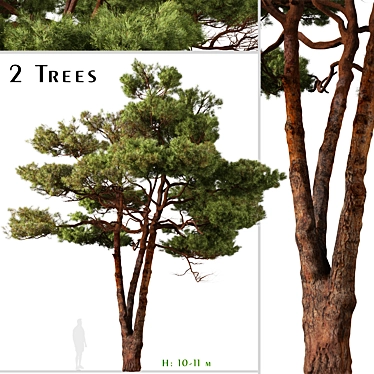 Mediterranean Pines: Set of 2 Aleppo Trees 3D model image 1 