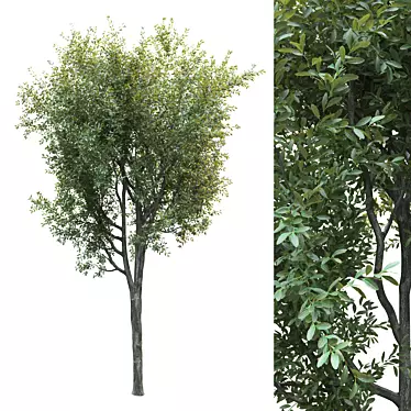 Lush Landscape Tree 25ft 3D model image 1 