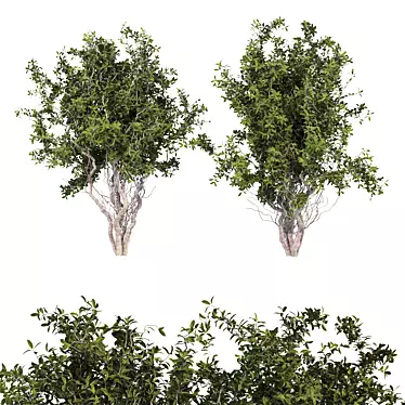 Dual Tree Set: 692K Poly 3D model image 1 