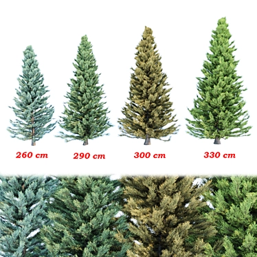 Cypress Pine Trees Collection 3D model image 1 