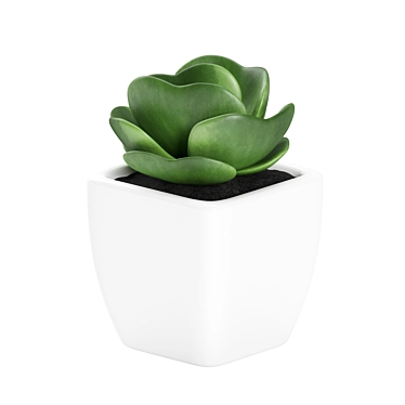 Small White Pot Plant: 2015 Version 3D model image 1 