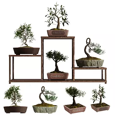 Pristine Bonsai Set: 4 Tree Types 3D model image 1 