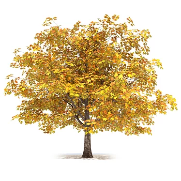 Golden Autumn Maple 3D model image 1 