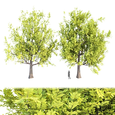 PBR Trees Vol. 14 - Two Stunning Models 3D model image 1 