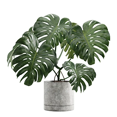 Tropical Charm: Monstera Deliciosa 3D model image 1 