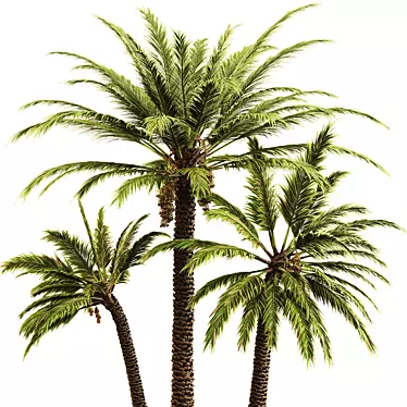 Elegant Date Palm Tree 3D model image 1 