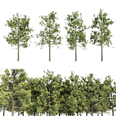 Tall Pine Trees Vol 19 Collection 3D model image 1 