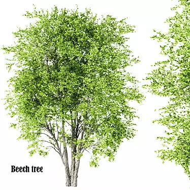 Polys: 1,011,193 - Towering 15m Beech Tree 3D model image 1 