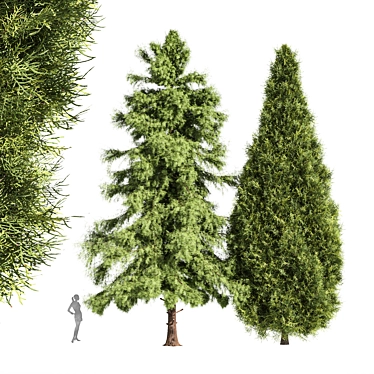 Alaskan Cedar & Rocky Mtn. Juniper - 3D Tree Models 3D model image 1 