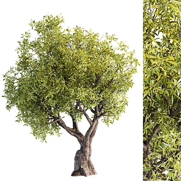 3D Tree Model - 2013 Version 3D model image 1 