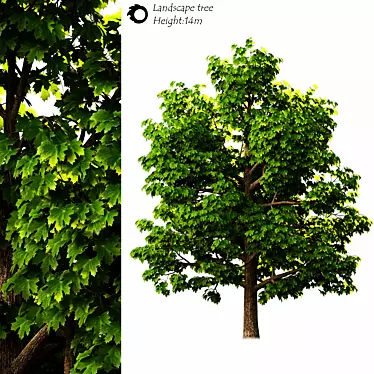 14m Exterior Landscape Tree 3D model image 1 