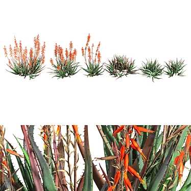 Blue Elf Aloes: Stunning 3D Model 3D model image 1 