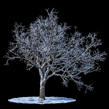 Snowy Winter Apple Tree 3D model image 1 