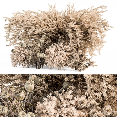 Natural Pampas Grass Decor Set 3D model image 1 