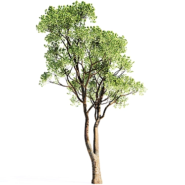 Oak Tree 3D Models | Closeup-Optimized 3D model image 1 
