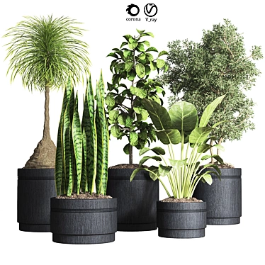 Indoor Plant Collection: 13 Varieties 3D model image 1 