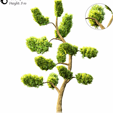 2014 Landscape Tree | 3m Height | 2,266,210 Polys | Corona Render 3D model image 1 