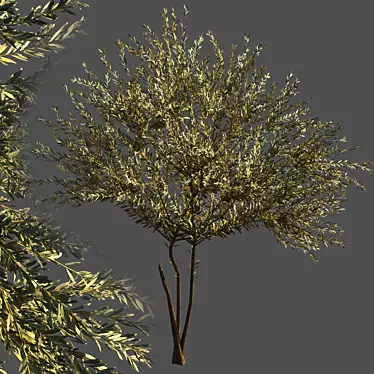 Everlasting Olive Tree 3D model image 1 