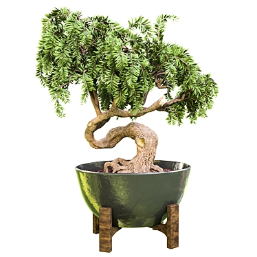 Bonsai Vol 13 - 2015 3D Model 3D model image 1 