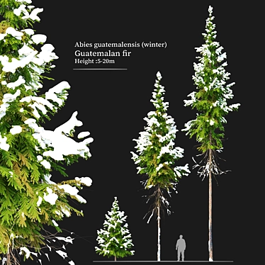 Winter Abies Guatemalensis: 3D Models 3D model image 1 