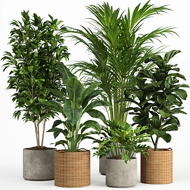 Tropical Rattan Plant Set 3D model image 1 