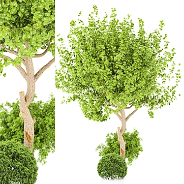 2015 Outdoor Plant Vol 29 - High-Poly 3D Model 3D model image 1 