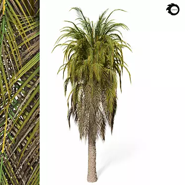 Tropical Palm Tree 3D Model 3D model image 1 