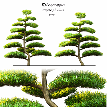 Macrophyllus Podocarpus 2014: 3D Model with High Polys 3D model image 1 