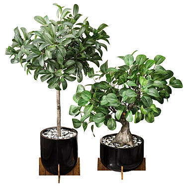 Natural Ficus Sam & Jim House Plants 3D model image 1 