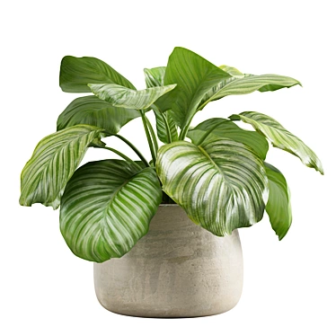 Lush Stripeleaf Calathea 3D model image 1 