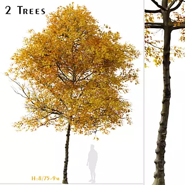 Texas Ash Tree Set (2 Trees) - Nature's Delight 3D model image 1 