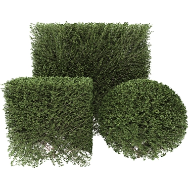  Leafy Bush 3D Model 3D model image 1 